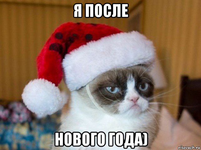 я после нового года), Мем   Новогодний угрюмый кот