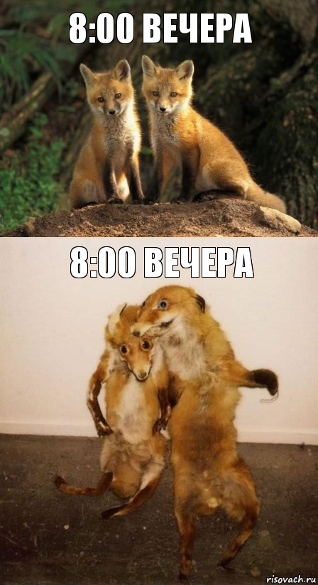 8:00 вечера 8:00 вечера, Комикс Лисицы