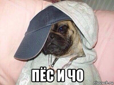 пёс и чо