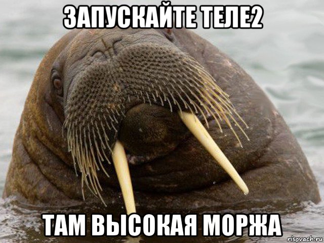запускайте теле2 там высокая моржа