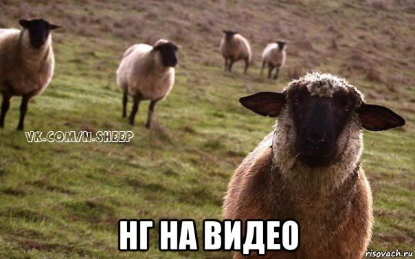  нг на видео, Мем  Наивная Овца