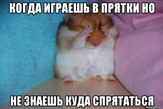 когда играешь в прятки но не знаешь куда спрятаться, Мем Обиженный  на эволюцию хомяк