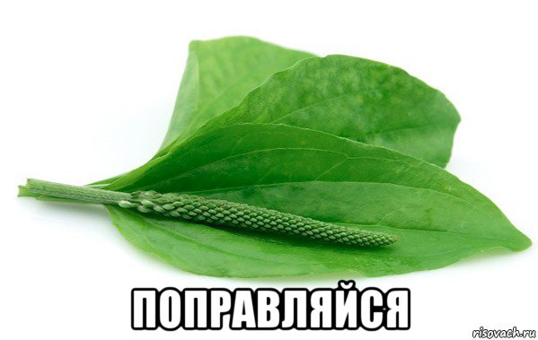  поправляйся