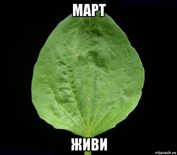 март живи, Мем Подорожник