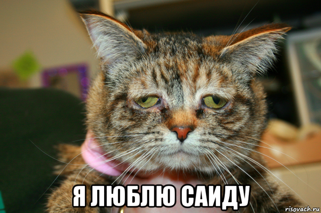  я люблю саиду