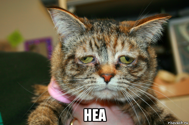  неа