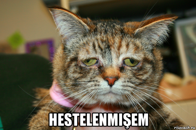  hestelenmişem
