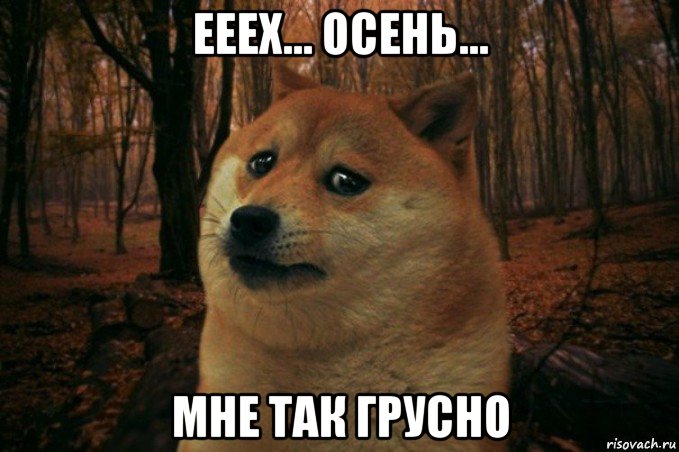 ееех... осень... мне так грусно, Мем SAD DOGE