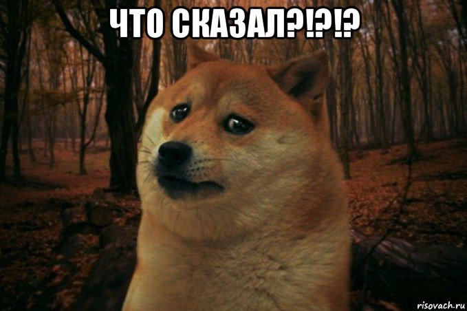 что сказал?!?!? , Мем SAD DOGE