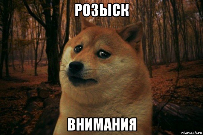 розыск внимания, Мем SAD DOGE