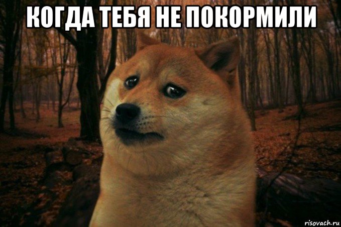 когда тебя не покормили , Мем SAD DOGE