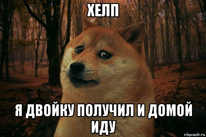 хелп я двойку получил и домой иду, Мем SAD DOGE