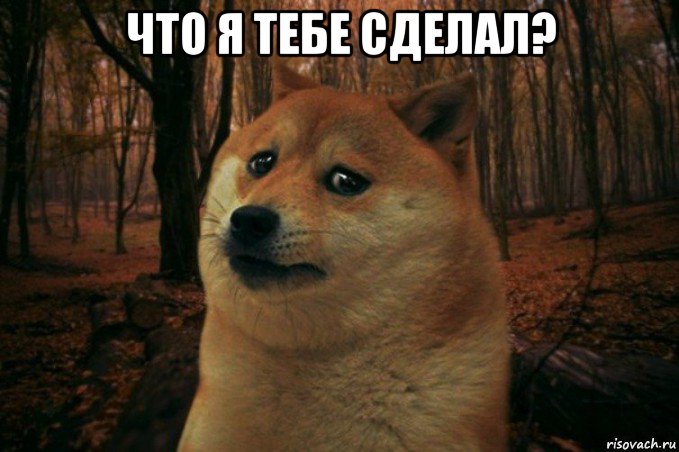 что я тебе сделал? , Мем SAD DOGE