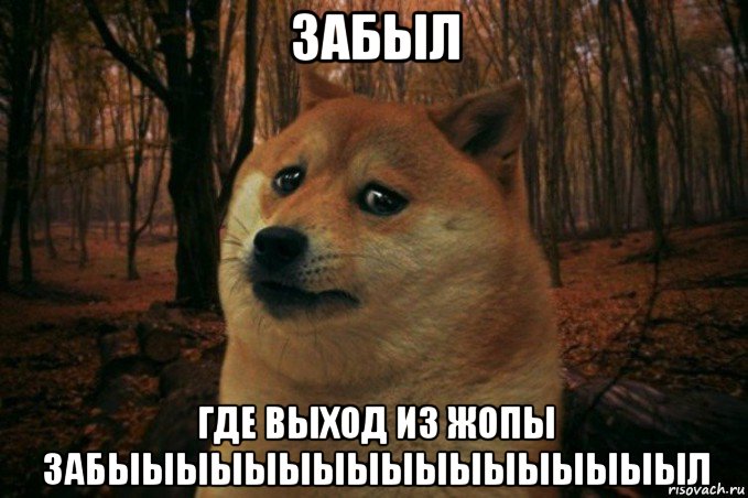 забыл где выход из жопы забыыыыыыыыыыыыыыыыыл, Мем SAD DOGE