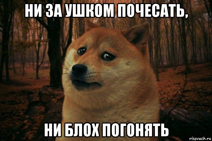 ни за ушком почесать, ни блох погонять, Мем SAD DOGE