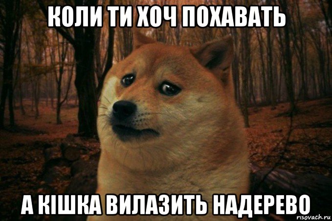 коли ти хоч похавать а кішка вилазить надерево, Мем SAD DOGE