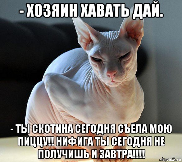 - хозяин хавать дай. - ты скотина сегодня съела мою пиццу!! нифига ты сегодня не получишь и завтра!!!!