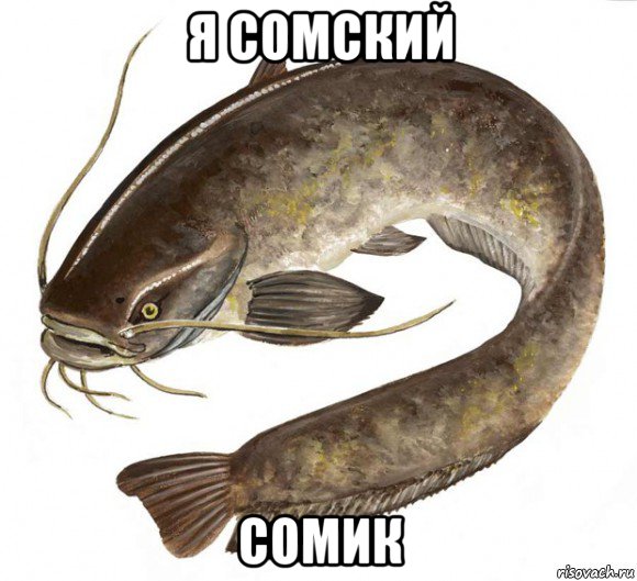 я сомский сомик, Мем Сом