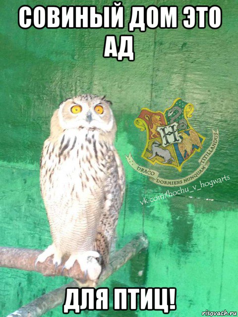 совиный дом это ад для птиц!