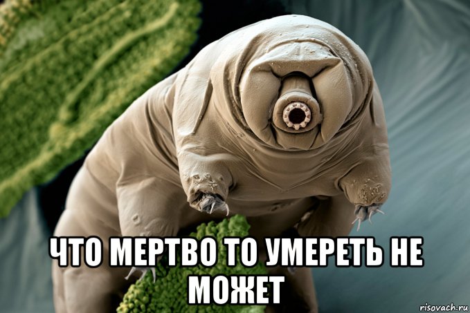  что мертво то умереть не может, Мем Тихоходка