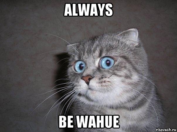 always be wahue, Мем  удивлённый кот