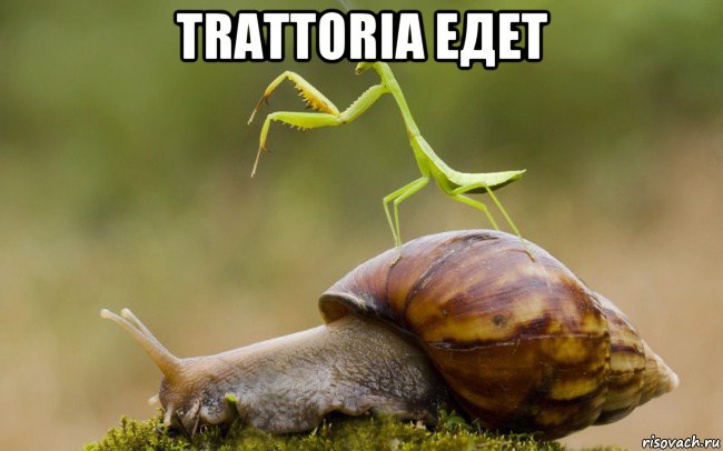 trattoria едет , Мем Улитка-такси