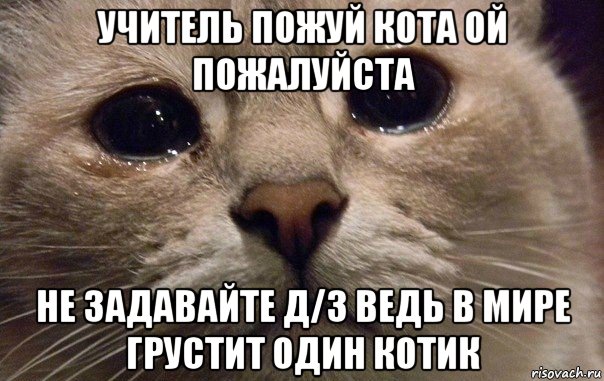 учитель пожуй кота ой пожалуйста не задавайте д/з ведь в мире грустит один котик, Мем   В мире грустит один котик