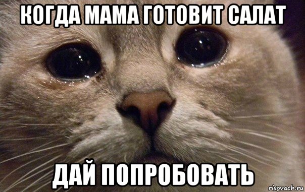 когда мама готовит салат дай попробовать, Мем   В мире грустит один котик