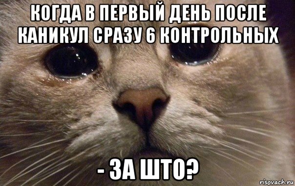 когда в первый день после каникул сразу 6 контрольных - за што?, Мем   В мире грустит один котик