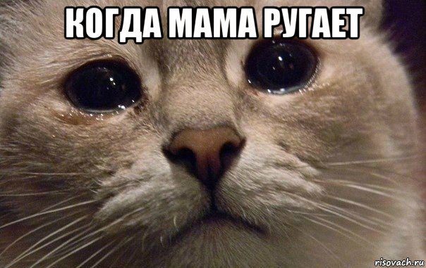 когда мама ругает , Мем   В мире грустит один котик