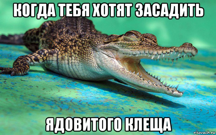 когда тебя хотят засадить ядовитого клеща, Мем Весёлый крокодил