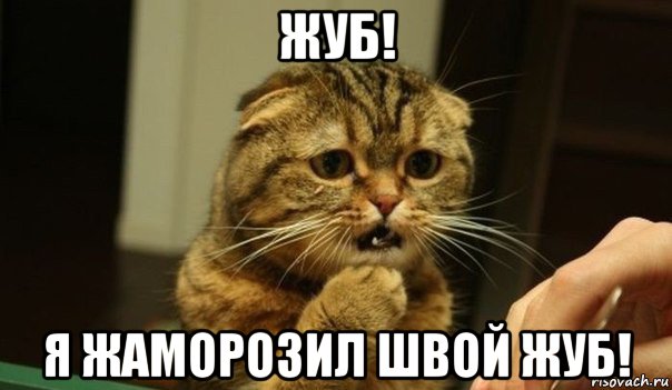 жуб! я жаморозил швой жуб!, Мем Жуб