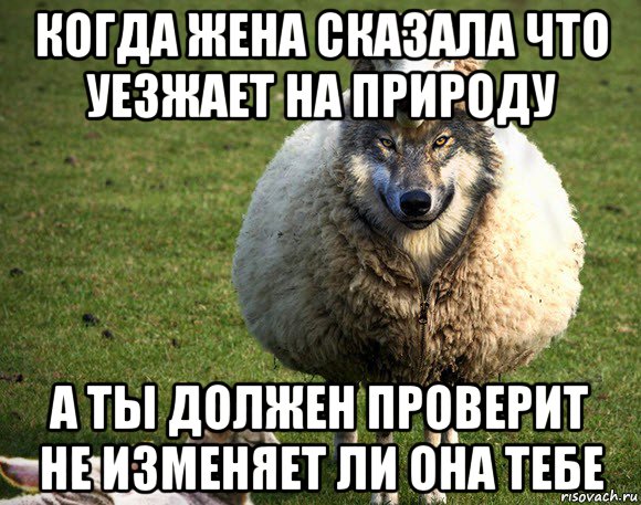 когда жена сказала что уезжает на природу а ты должен проверит не изменяет ли она тебе, Мем Злая Овца