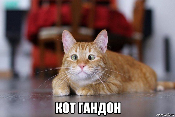  кот гандон, Мем 7г7г