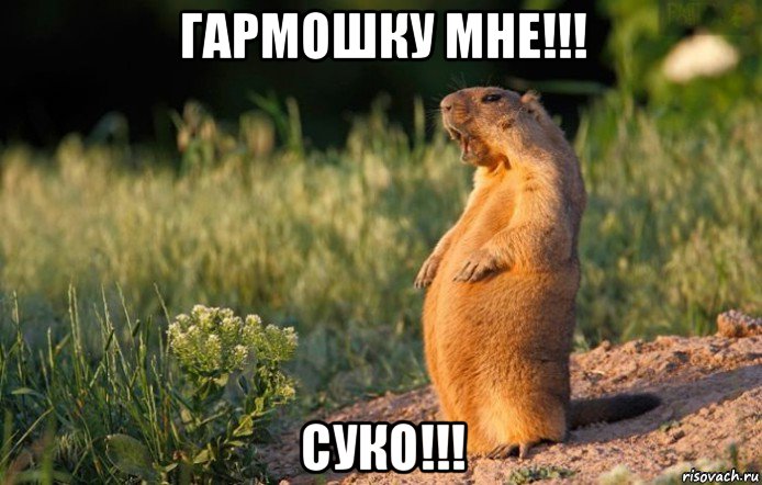 гармошку мне!!! суко!!!