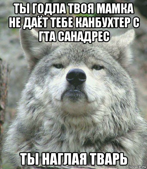 ты годла твоя мамка не даёт тебе канбухтер с гта санадрес ты наглая тварь, Мем    Гордый волк