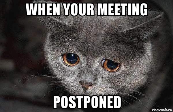 when your meeting postponed, Мем  Грустный кот