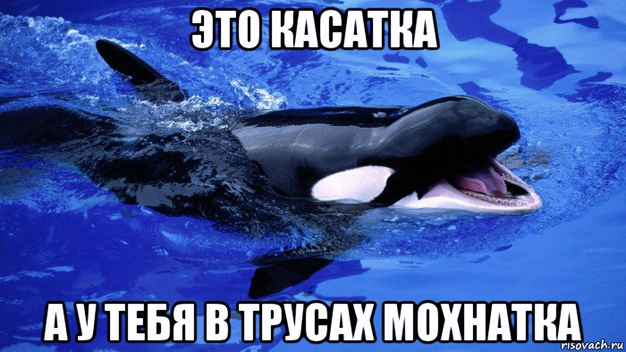 это касатка а у тебя в трусах мохнатка, Мем Касатка
