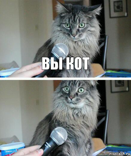 вы кот , Комикс  кот с микрофоном