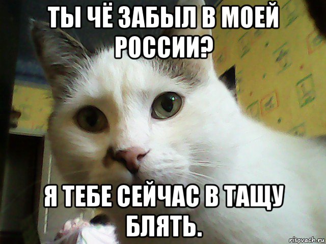 ты чё забыл в моей россии? я тебе сейчас в тащу блять., Мем Кот удивлен