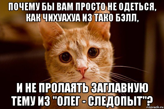 почему бы вам просто не одеться, как чихуахуа из тако бэлл, и не пролаять заглавную тему из "олег - следопыт"?, Мем кот