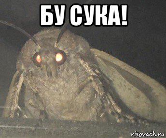 бу сука! , Мем Матылёк