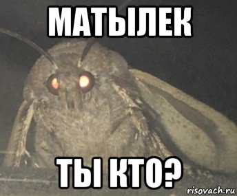 матылек ты кто?, Мем Матылёк