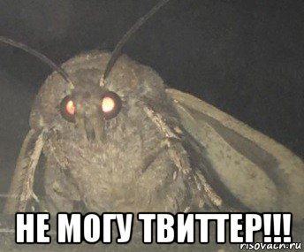  не могу твиттер!!!, Мем Матылёк