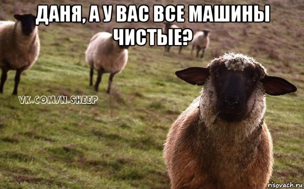 даня, а у вас все машины чистые? , Мем  Наивная Овца