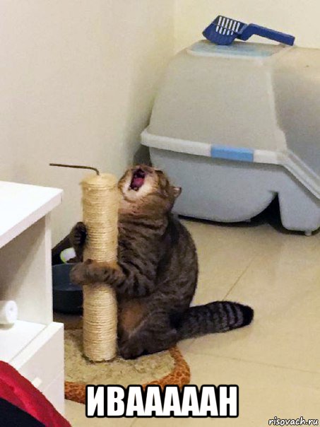  ивааааан, Мем Орущий кот