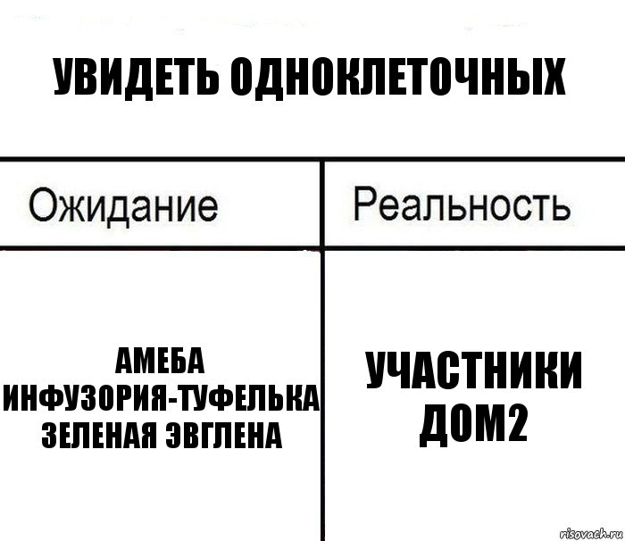 Увидеть одноклеточных Амеба Инфузория-туфелька Зеленая эвглена Участники Дом2, Комикс  Ожидание - реальность