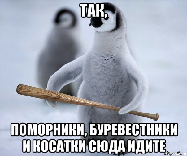 так, поморники, буревестники и косатки сюда идите, Мем Пингвин  Гопник