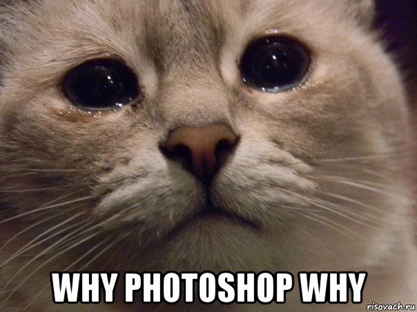  why photoshop why, Мем Плачущий кот