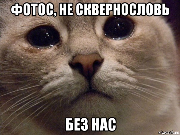 фотос, не сквернословь без нас, Мем Плачущий кот